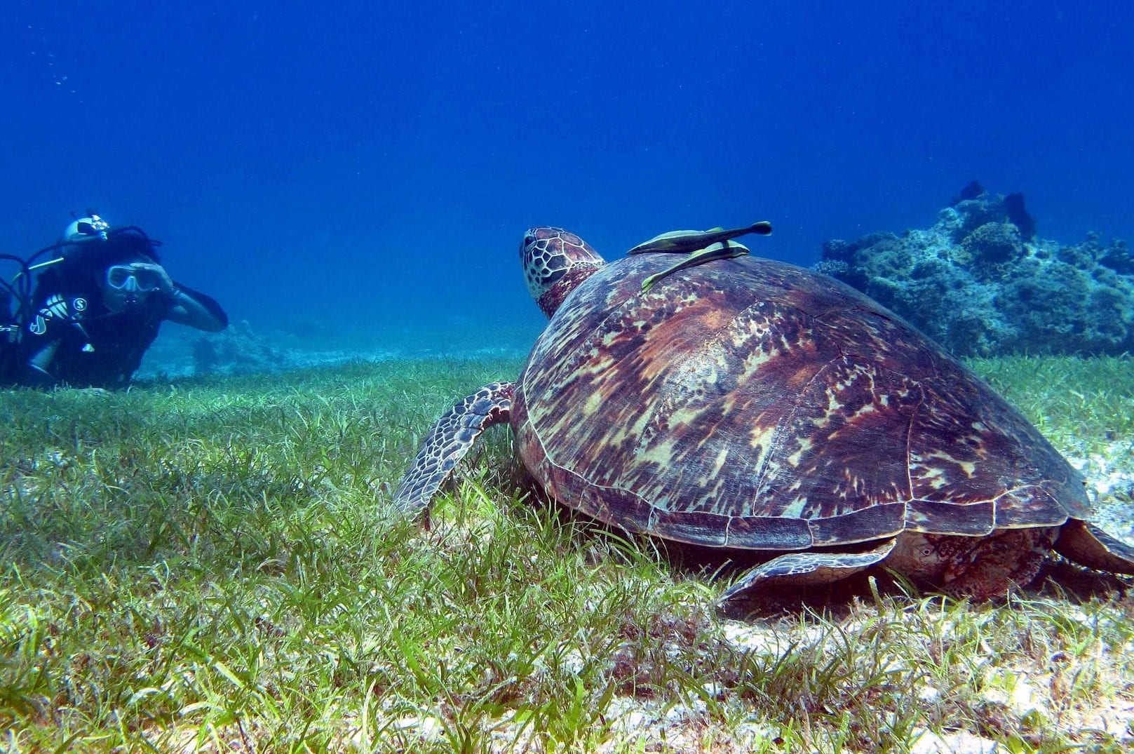 BALICASAG REEF bohol filipinas