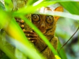 Lee más sobre el artículo Maravillas Naturales de Filipinas